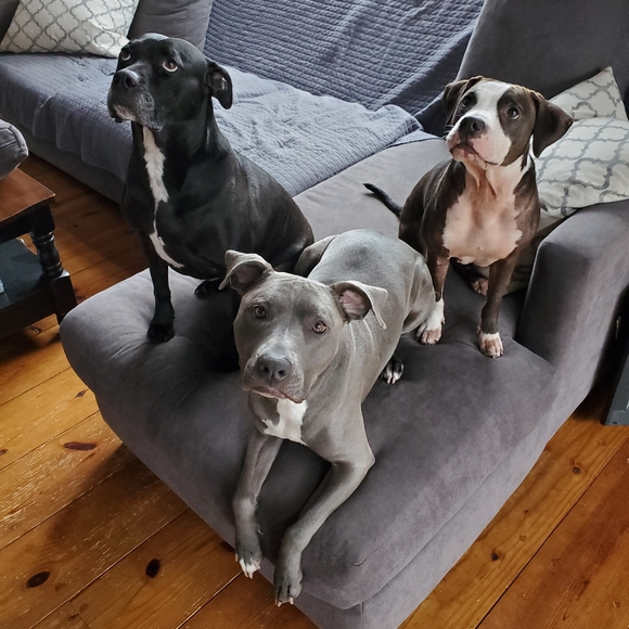 Meet your Posher, Sophia - Picture 2 of 6